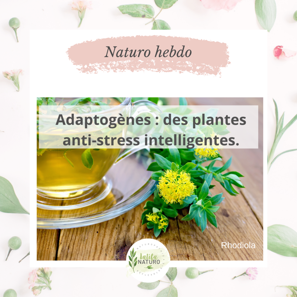Adaptogènes : des plantes anti-stress intelligentes - Latifa Naturo