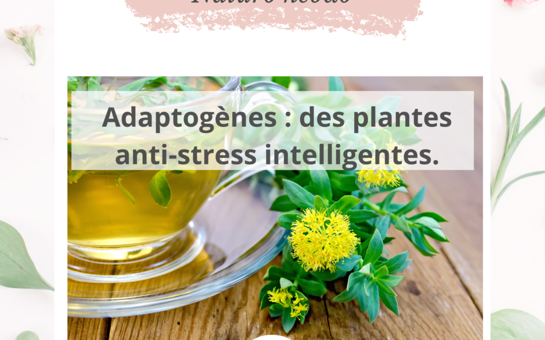 Adaptogènes : des plantes anti-stress intelligentes