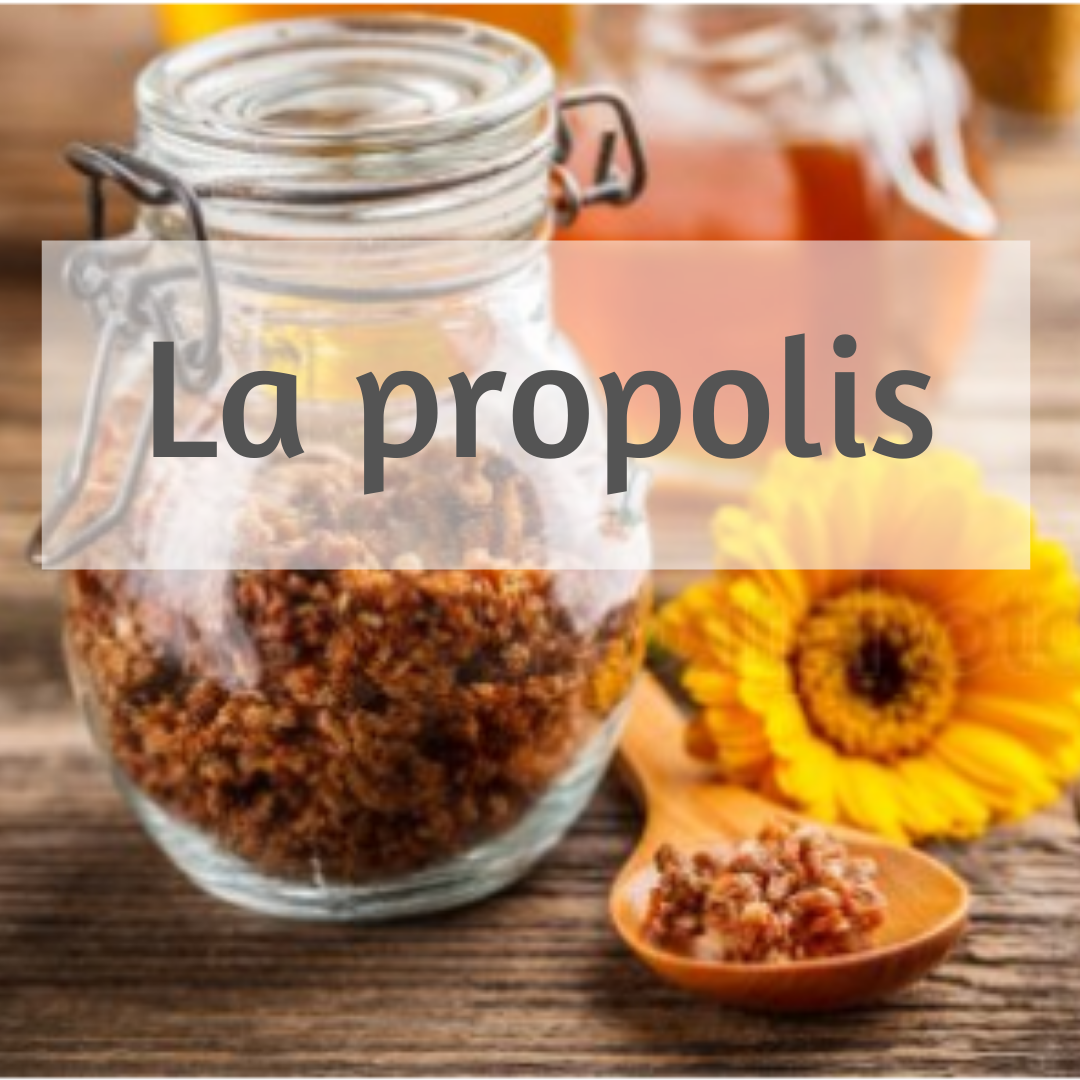 You are currently viewing La propolis