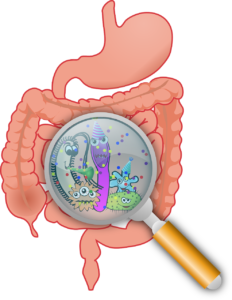 Lire la suite à propos de l’article Le microbiote