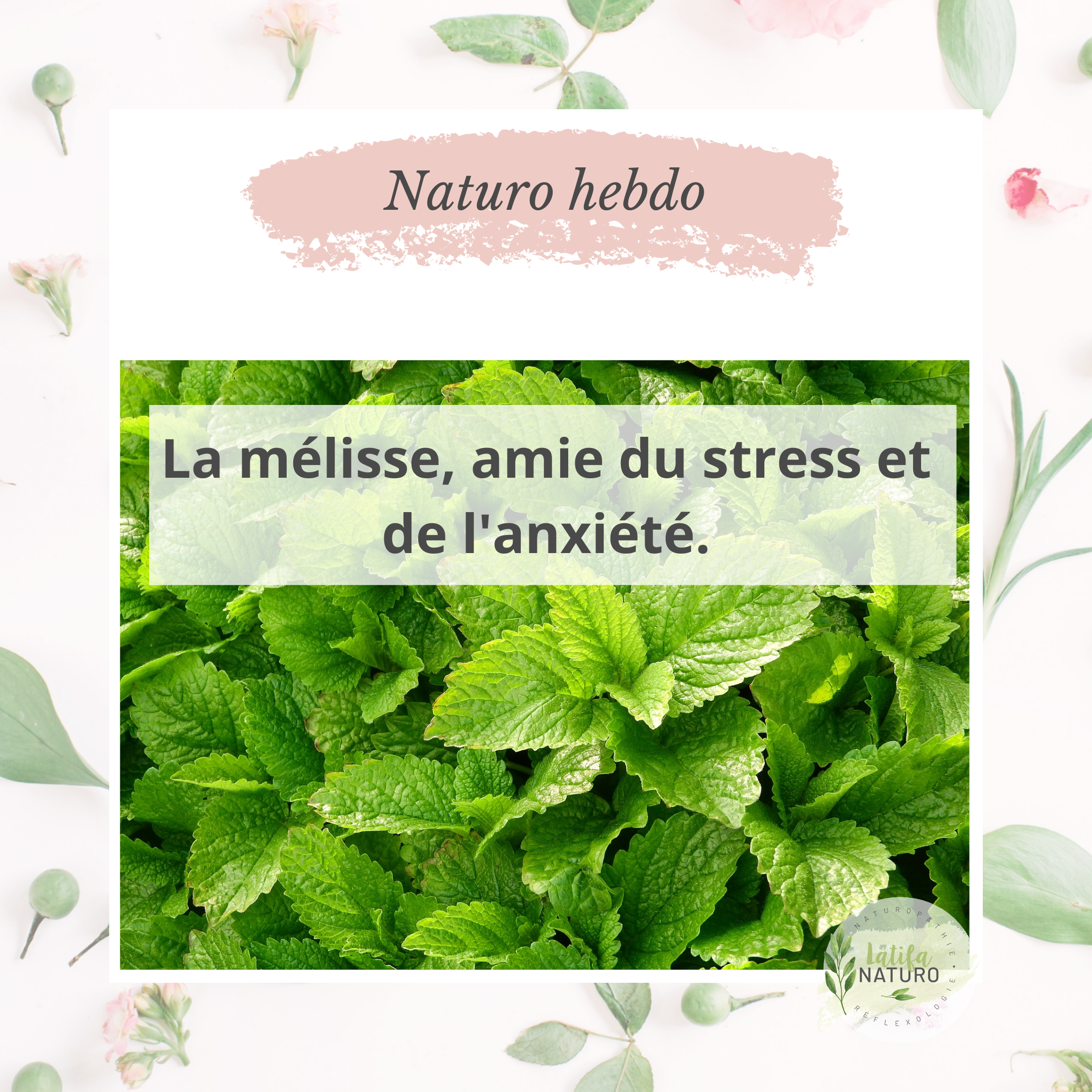 Lire la suite à propos de l’article La Mélisse, alliée anti-stress.